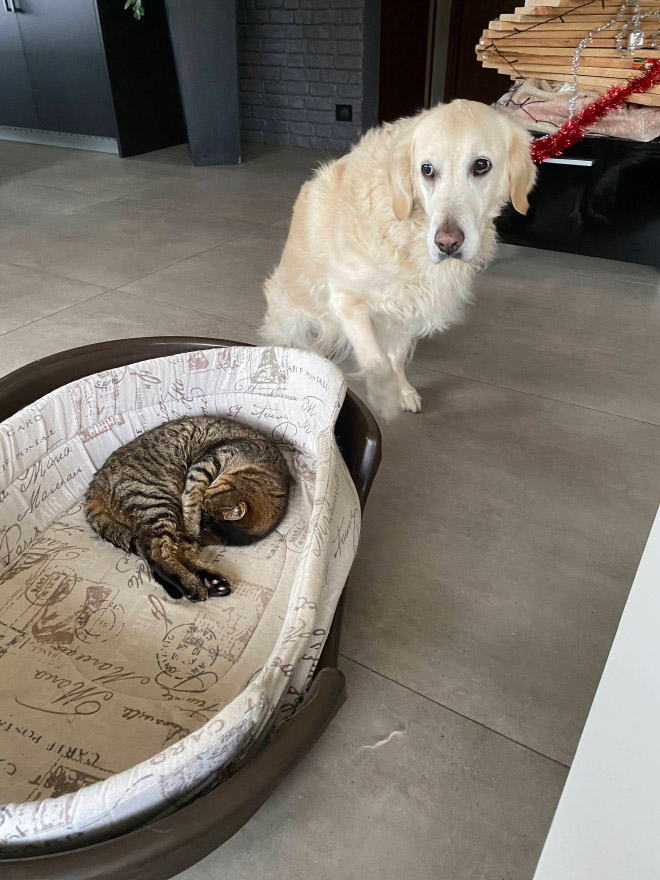 Cat shamelessly stole dog bed.