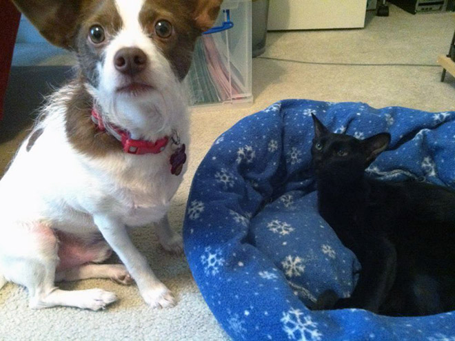 Cat shamelessly stole dog bed.